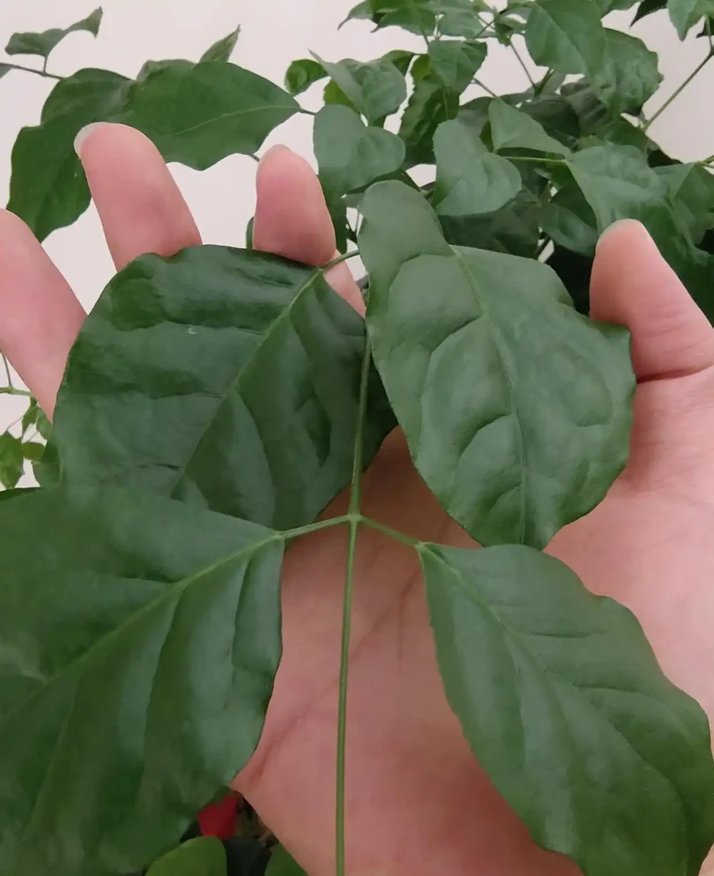 幸福樹施什麼肥好?怎樣施肥?我的經驗是這樣的!