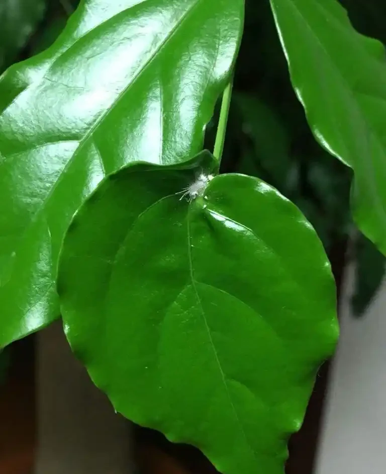幸福樹施什麼肥好?怎樣施肥?我的經驗是這樣的!