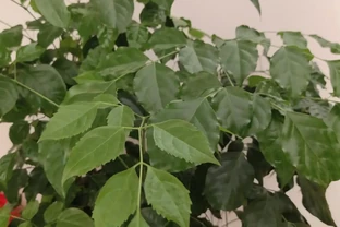 幸福樹施什麼肥好？怎樣施肥？我的經驗是這樣的！