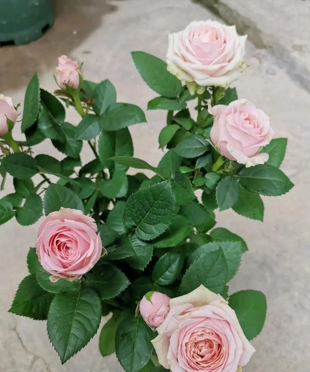 給玫瑰花換盆後,花苞打蔫,換盆方法不好 小梁:這樣換盆更加好