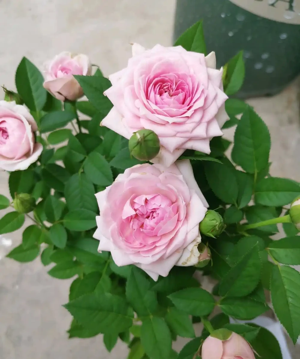 給玫瑰花換盆後,花苞打蔫,換盆方法不好 小梁:這樣換盆更加好