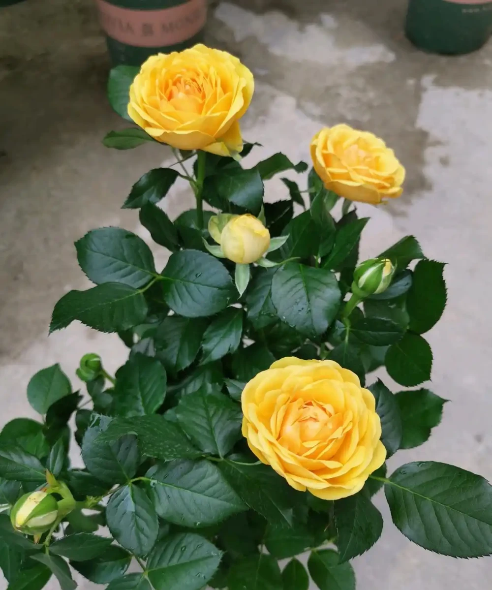 給玫瑰花換盆後,花苞打蔫,換盆方法不好 小梁:這樣換盆更加好