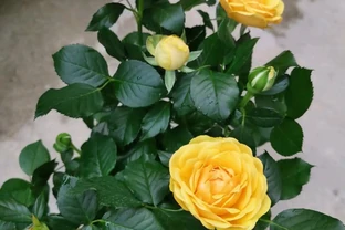 給玫瑰花換盆後，花苞打蔫，換盆方法不好 小梁：這樣換盆更加好