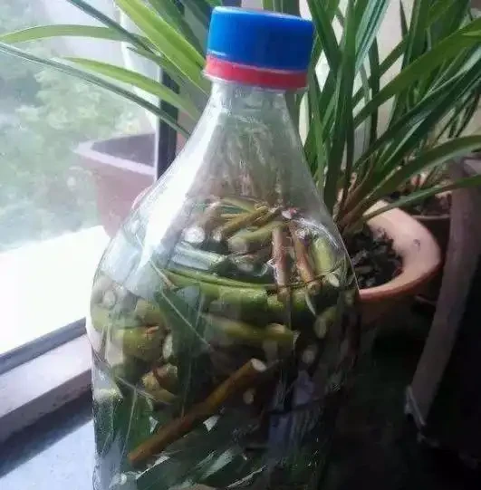 3種自己在家就能做的長根水,操作簡單、效果好!
