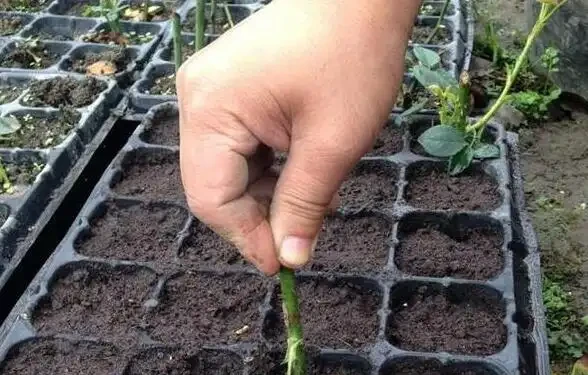 3種自己在家就能做的長根水,操作簡單、效果好!