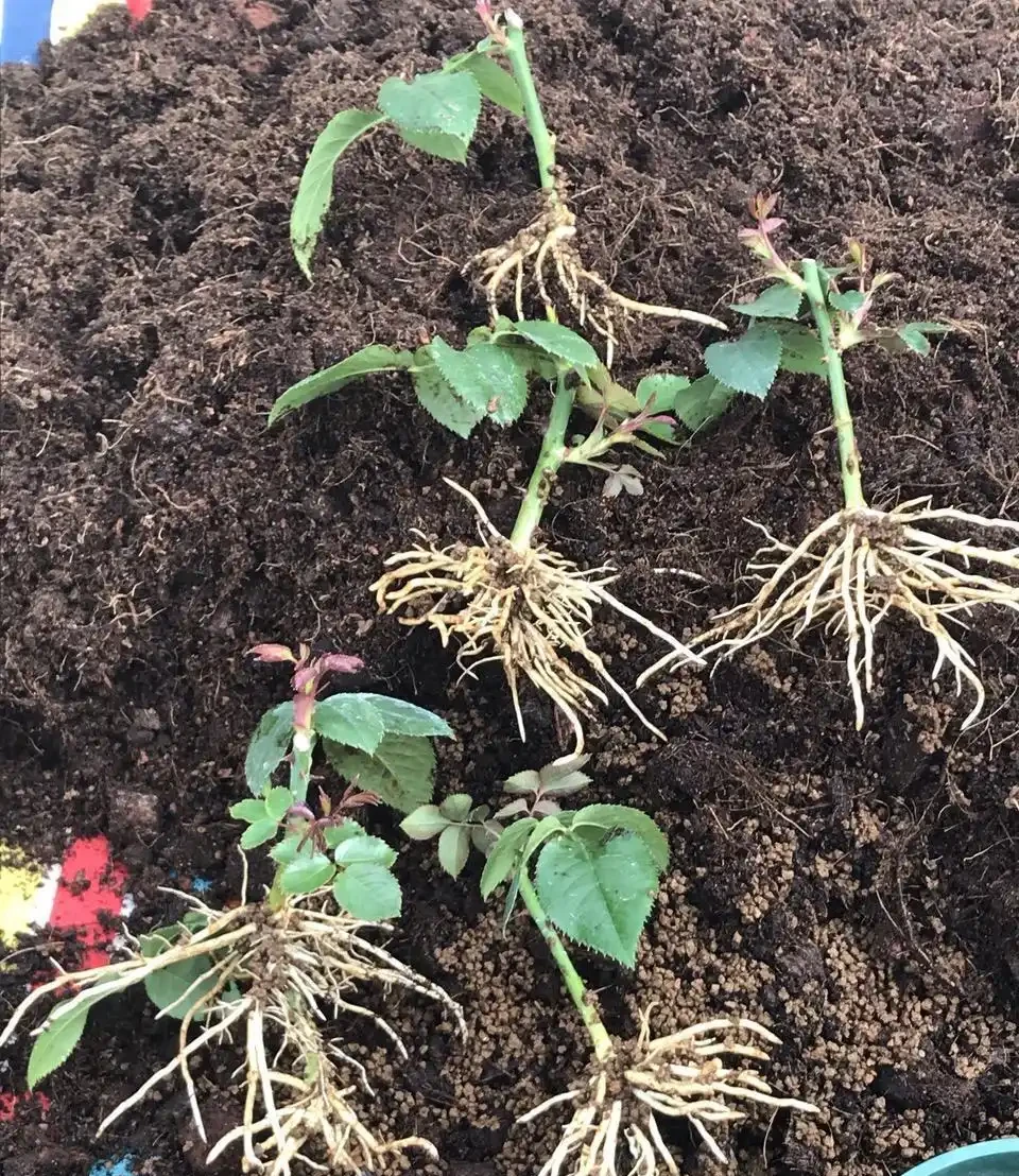 3種自己在家就能做的長根水,操作簡單、效果好!