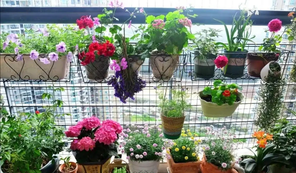 家中養花,4種材料墊盆底,排水、透氣,避免花卉腐根