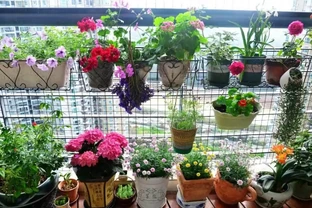 家中養花，4種材料墊盆底，排水、透氣，避免花卉腐根