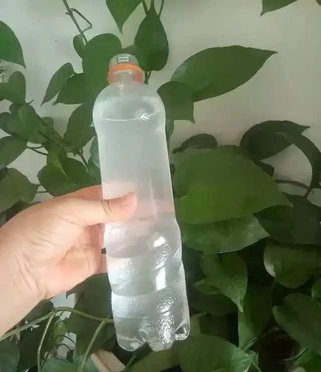 養花必備「3種肥」,啥花都能用,每月花盆撒一點,嗖嗖滿盆