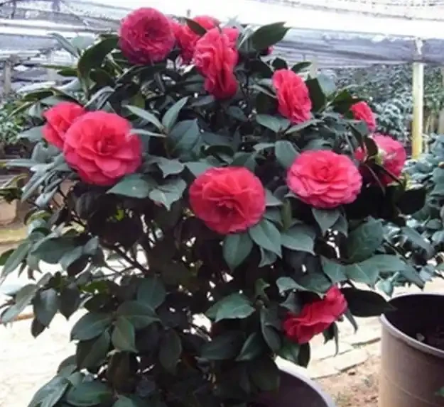 養花必備「3種肥」,啥花都能用,每月花盆撒一點,嗖嗖滿盆