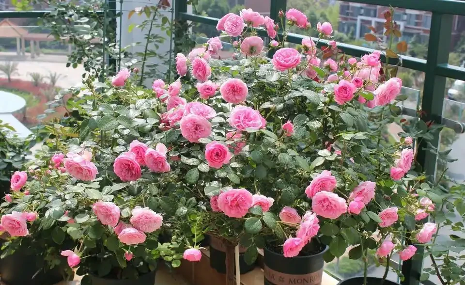 養花必備「3種肥」,啥花都能用,每月花盆撒一點,嗖嗖滿盆