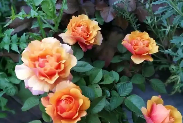 玫瑰花最喜歡這3種「肥水」,盆裡澆幾勺,花苞大似拳頭,開花期長