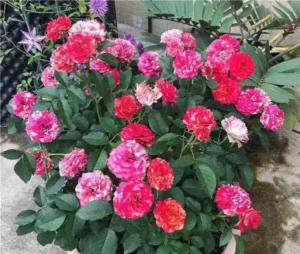 玫瑰花最喜歡這3種「肥水」,盆裡澆幾勺,花苞大似拳頭,開花期長
