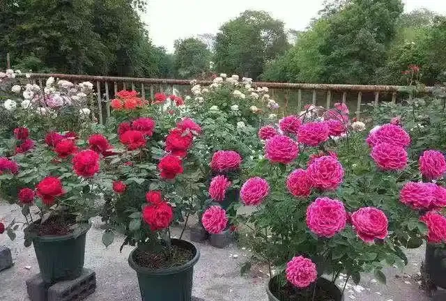 玫瑰花最喜歡這3種「肥水」,盆裡澆幾勺,花苞大似拳頭,開花期長