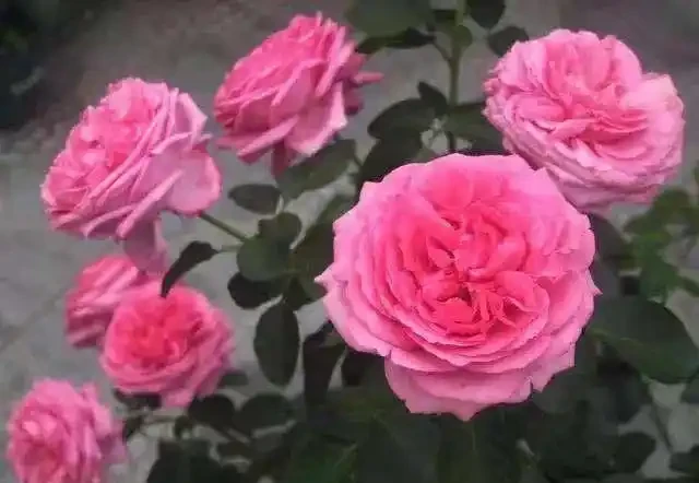玫瑰花最喜歡這3種「肥水」,盆裡澆幾勺,花苞大似拳頭,開花期長