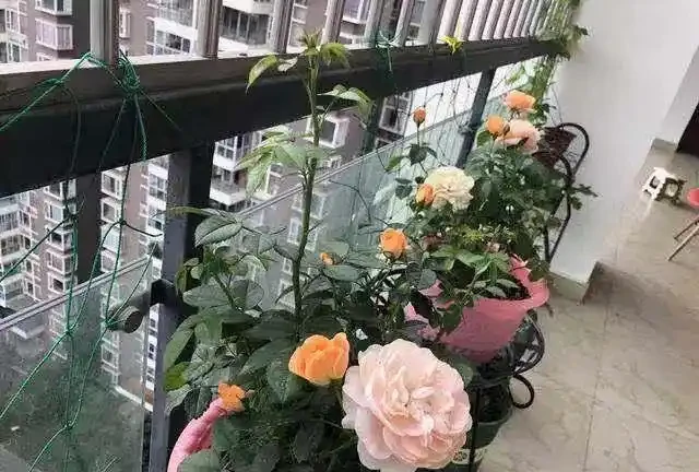 玫瑰花最喜歡這3種「肥水」,盆裡澆幾勺,花苞大似拳頭,開花期長