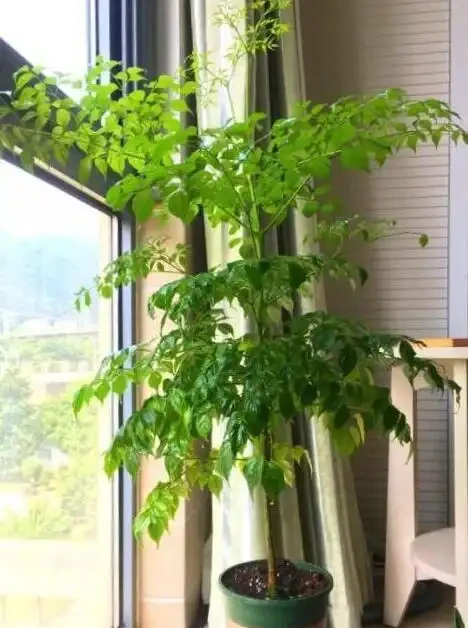家養幸福樹,只需「5招」,枝芽蹭蹭冒出來,油綠旺盛,成鎮宅樹
