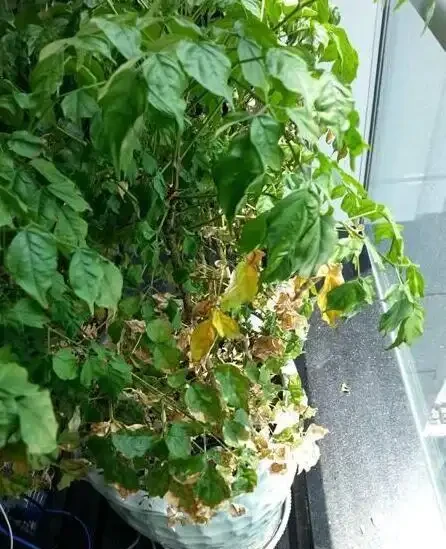 家養幸福樹,只需「5招」,枝芽蹭蹭冒出來,油綠旺盛,成鎮宅樹