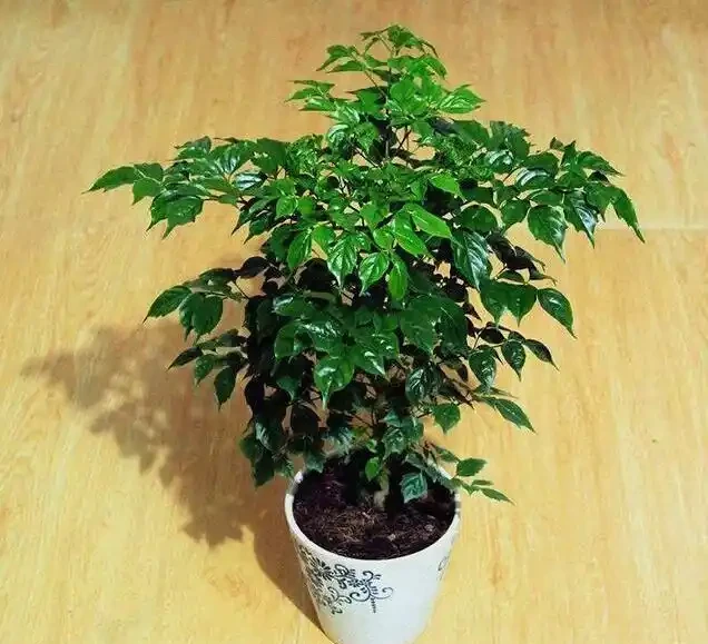 家養幸福樹,只需「5招」,枝芽蹭蹭冒出來,油綠旺盛,成鎮宅樹