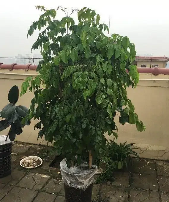 家養幸福樹,只需「5招」,枝芽蹭蹭冒出來,油綠旺盛,成鎮宅樹