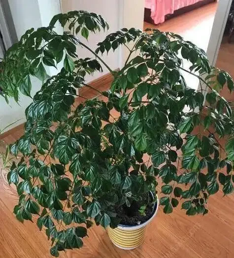 家養幸福樹,只需「5招」,枝芽蹭蹭冒出來,油綠旺盛,成鎮宅樹