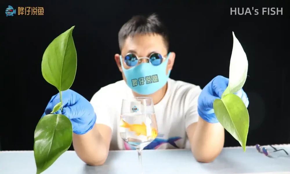 都說黃金葛有毒，為啥觀賞魚高手還把它請進魚缸？真相背後有妙招