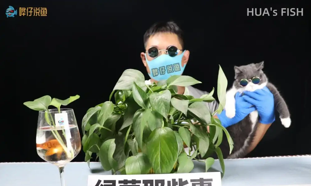 都說黃金葛有毒，為啥觀賞魚高手還把它請進魚缸？真相背後有妙招