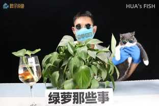 都說黃金葛有毒，為啥觀賞魚高手還把它請進魚缸？真相背後有妙招