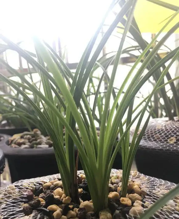 家庭養蘭花,蘭花葉片折斷了,教你正確處理,一個月又能長新葉