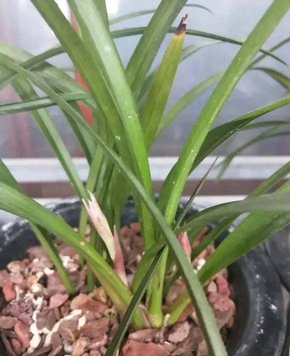 家庭養蘭花,蘭花葉片折斷了,教你正確處理,一個月又能長新葉