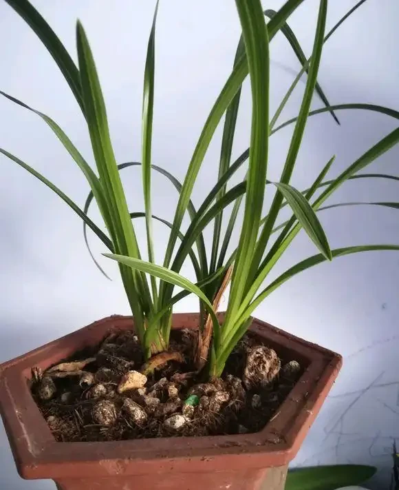 家庭養蘭花,蘭花葉片折斷了,教你正確處理,一個月又能長新葉