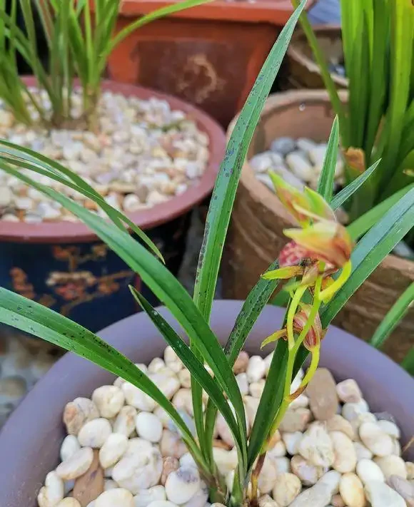 家庭養蘭花,蘭花葉片折斷了,教你正確處理,一個月又能長新葉