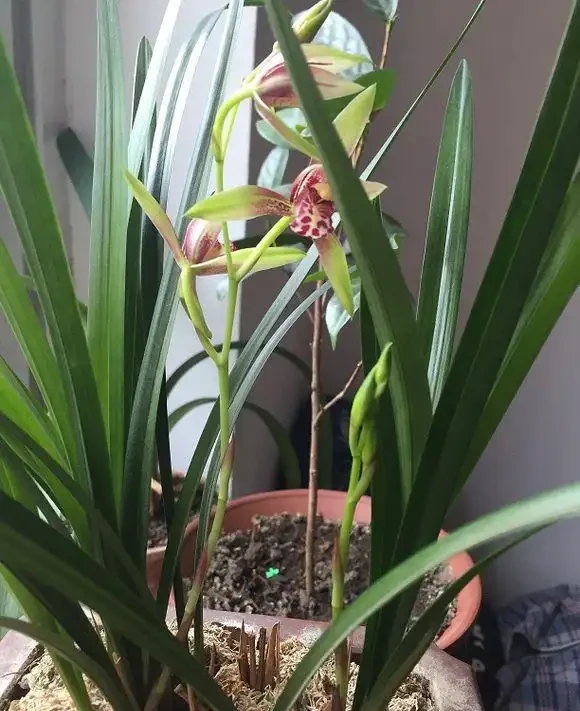 家庭養蘭花,蘭花葉片折斷了,教你正確處理,一個月又能長新葉