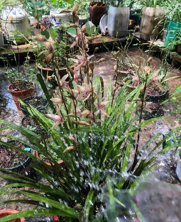 家庭養蘭花,蘭花葉片折斷了,教你正確處理,一個月又能長新葉