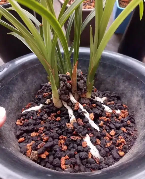家庭養蘭花,蘭花葉片折斷了,教你正確處理,一個月又能長新葉