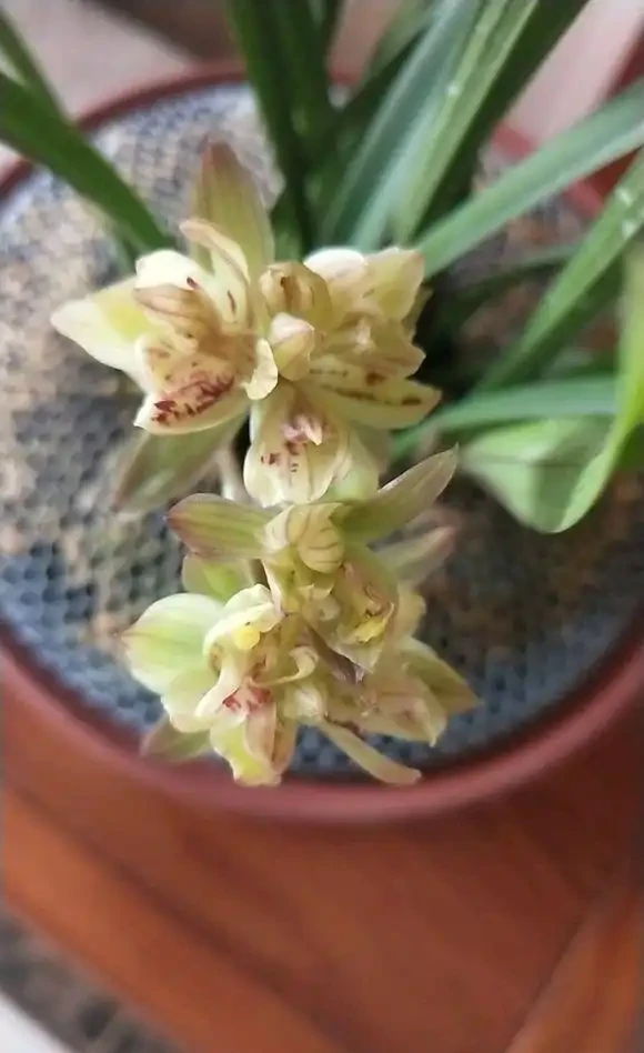 家庭養蘭花,蘭花葉片折斷了,教你正確處理,一個月又能長新葉