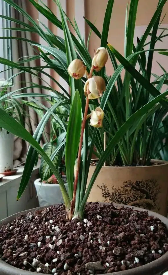 家庭養蘭花,蘭花葉片折斷了,教你正確處理,一個月又能長新葉
