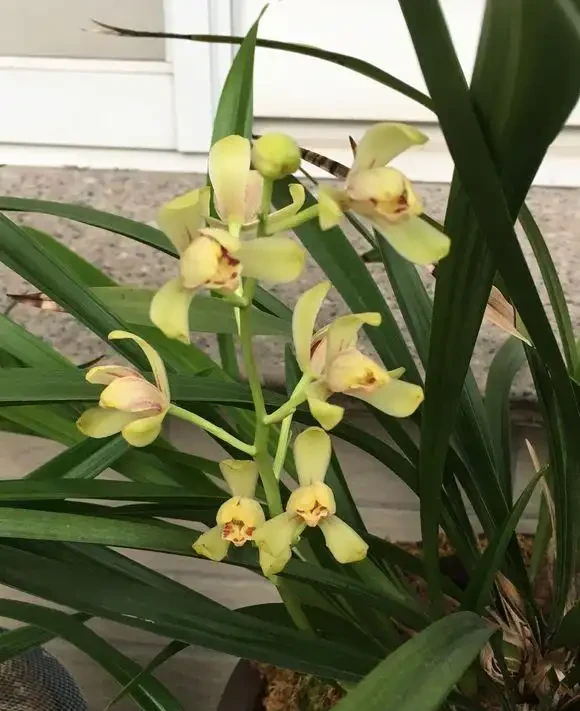 家庭養蘭花,蘭花葉片折斷了,教你正確處理,一個月又能長新葉