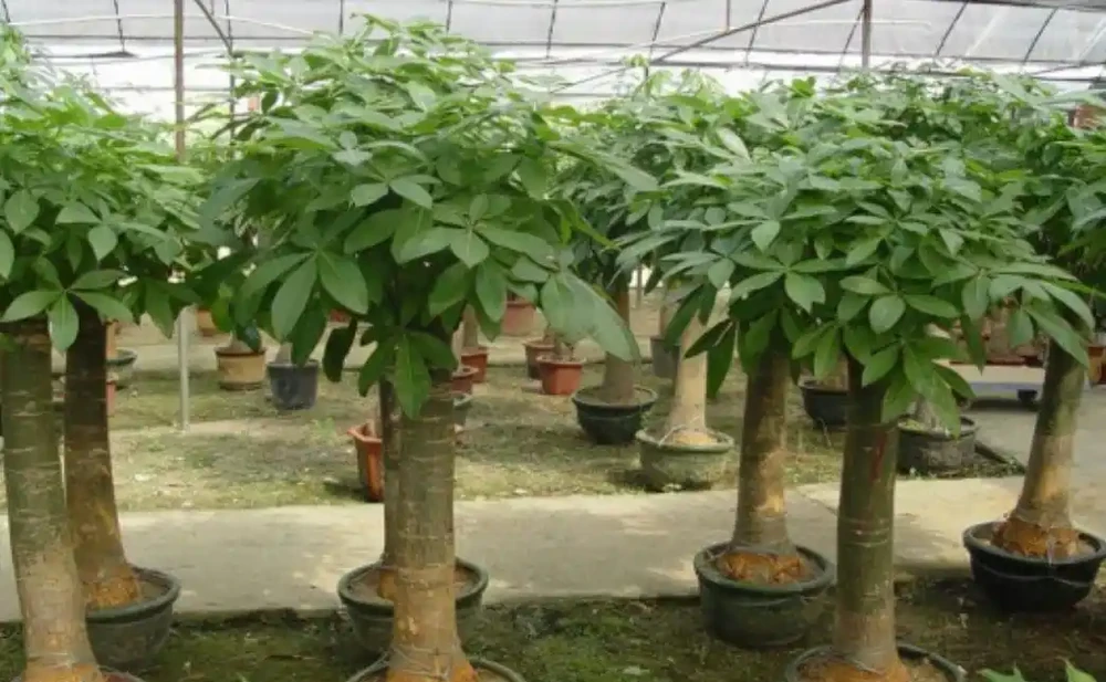 發財樹不黃葉,少病害,枝繁葉茂,樹幹粗壯,就得這麼養