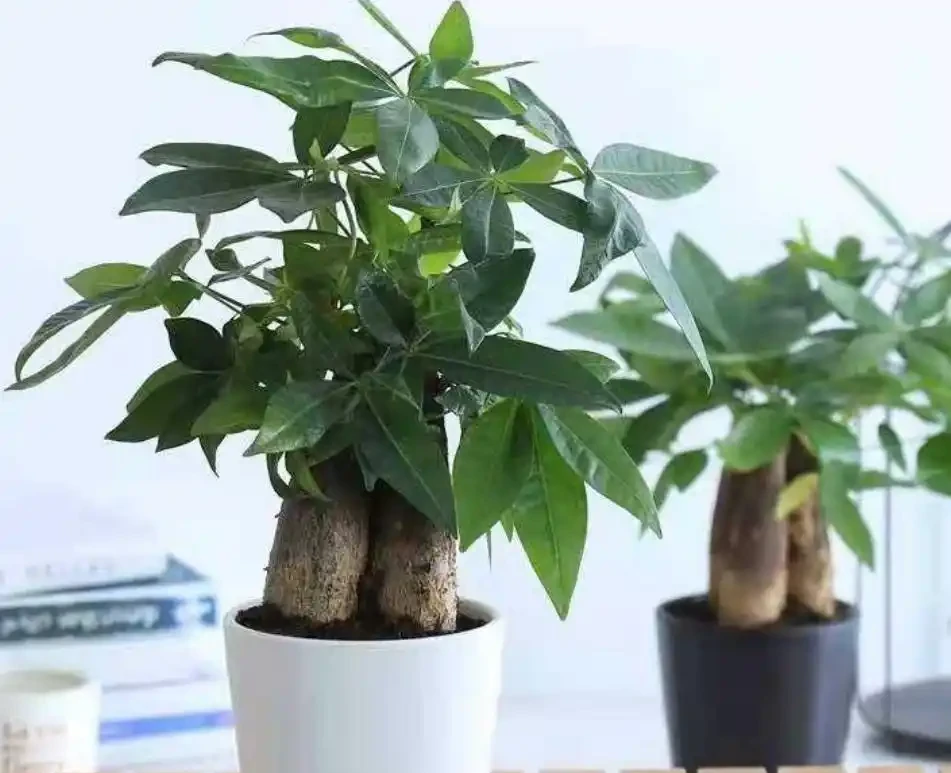 發財樹不黃葉,少病害,枝繁葉茂,樹幹粗壯,就得這麼養