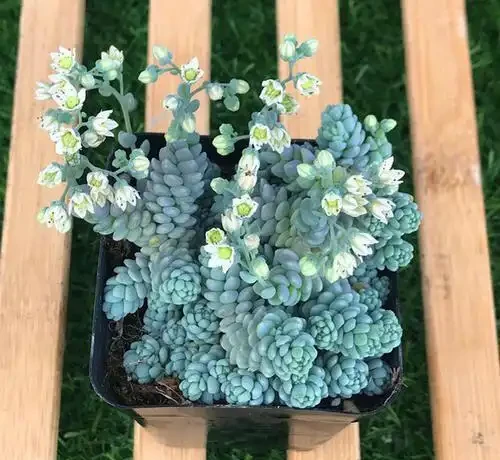 多肉植物掉葉子怎麼辦？記住6個「小細節」，葉多枝壯成老樁！