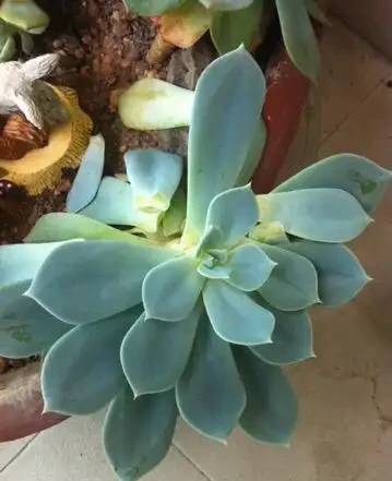 多肉植物掉葉子怎麼辦？記住6個「小細節」，葉多枝壯成老樁！