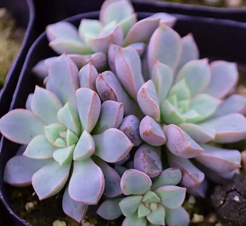 多肉植物掉葉子怎麼辦？記住6個「小細節」，葉多枝壯成老樁！