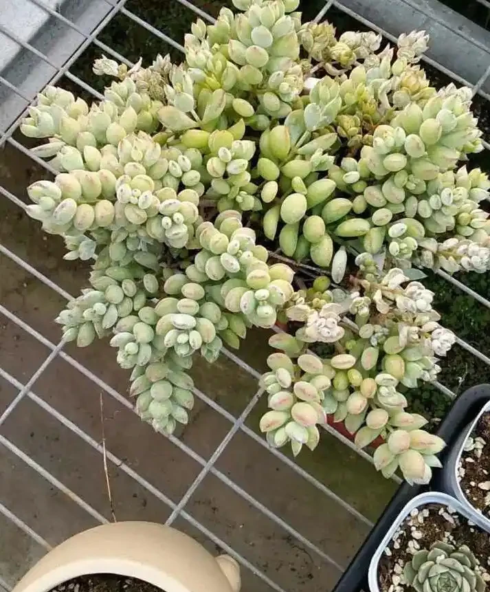 多肉植物掉葉子怎麼辦？記住6個「小細節」，葉多枝壯成老樁！