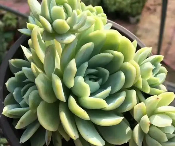 多肉植物掉葉子怎麼辦？記住6個「小細節」，葉多枝壯成老樁！