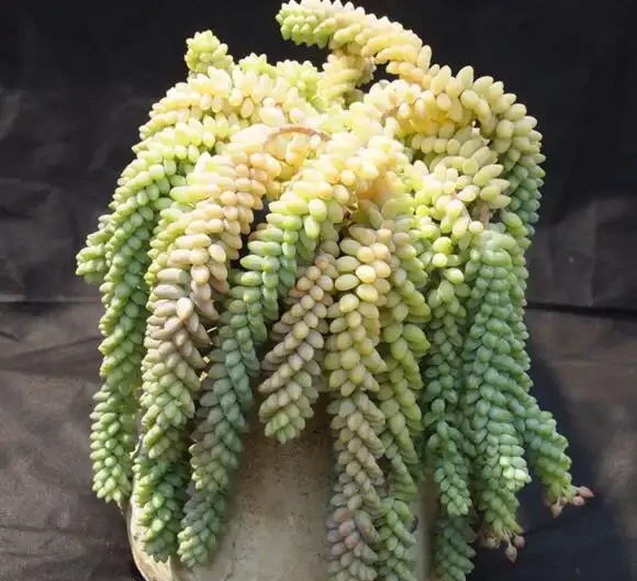 多肉植物掉葉子怎麼辦？記住6個「小細節」，葉多枝壯成老樁！