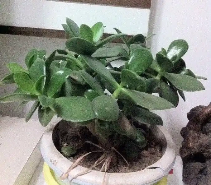 多肉植物掉葉子怎麼辦？記住6個「小細節」，葉多枝壯成老樁！