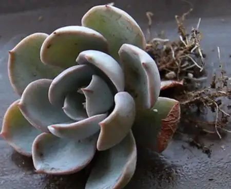 多肉植物掉葉子怎麼辦？記住6個「小細節」，葉多枝壯成老樁！