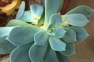 多肉植物掉葉子怎麼辦？記住6個「小細節」，葉多枝壯成老樁！