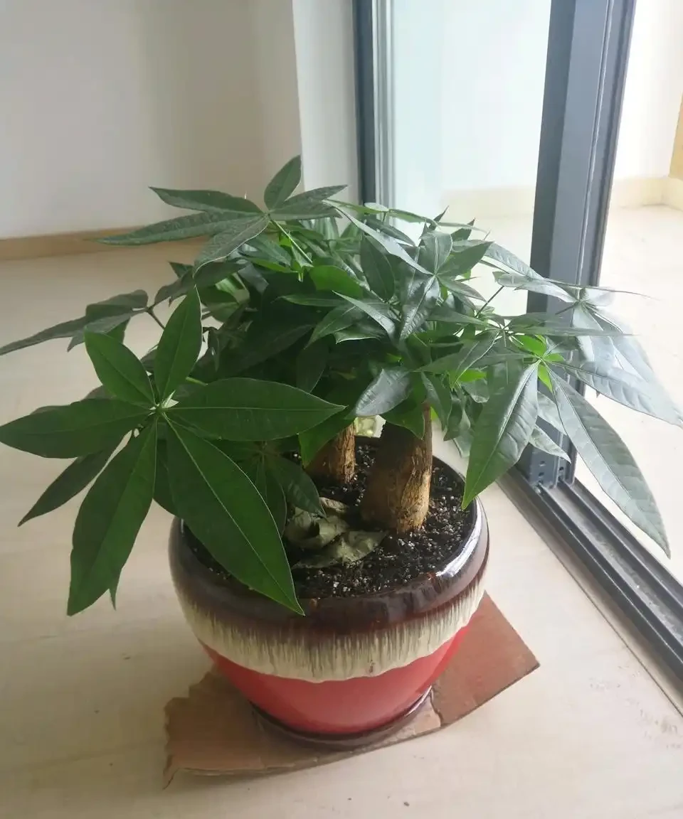 發財樹總是腐根？在盆底放一物，再也不怕腐根了